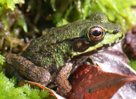 Green Frog